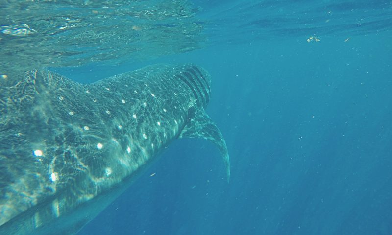 Caribe Mexicano. Nadar con el tiburón ballena
