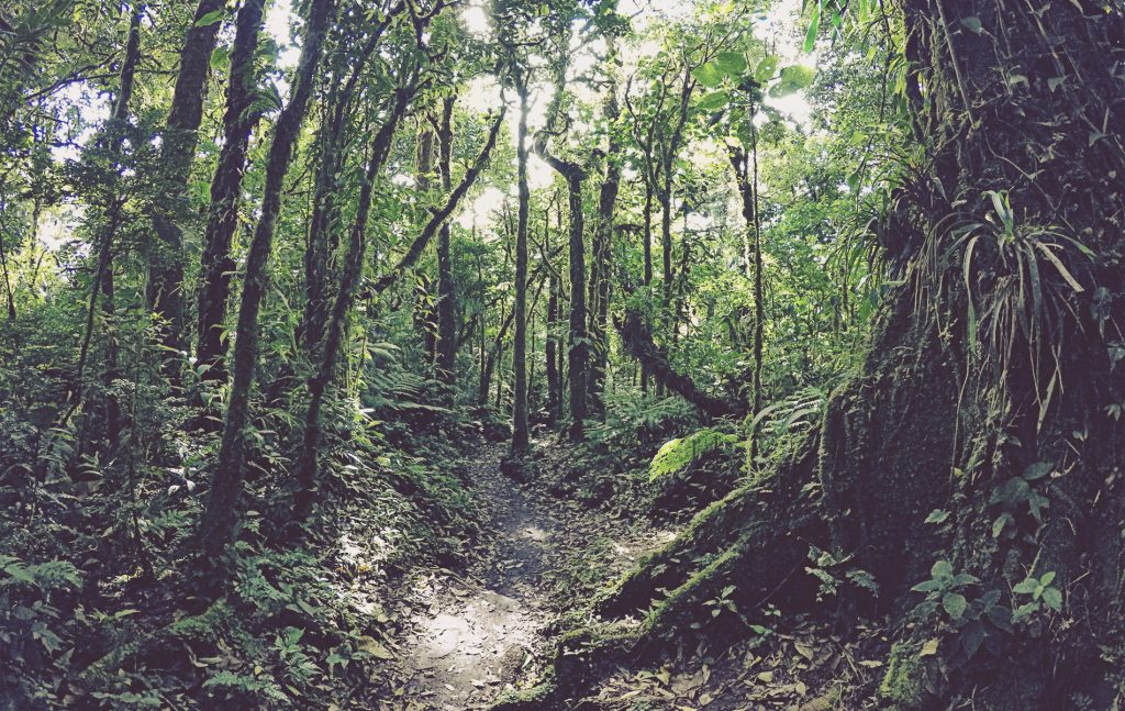 Reserva de Bosque Nuboso Santa Elena. Monteverde. Costa Rica