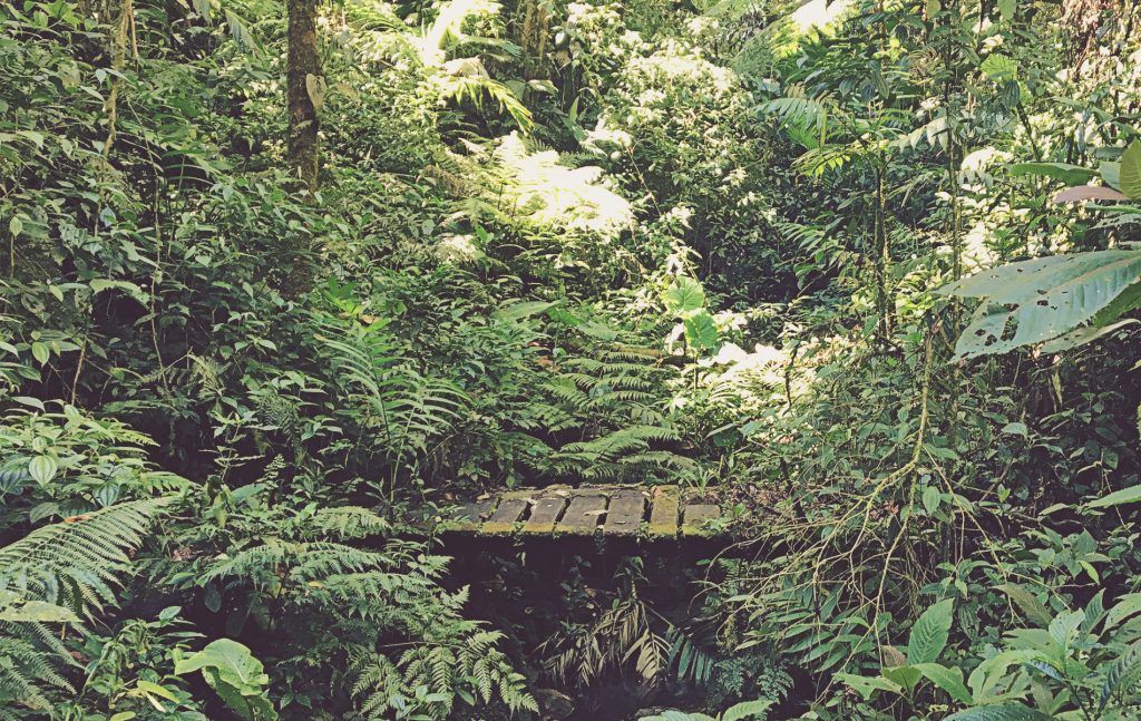 Puente en sendero Caño Negro. Reserva de Bosque Nuboso Santa Elena. Costa Rica