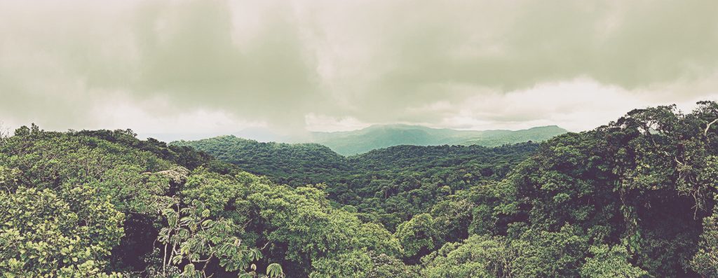 Mirador en sendero Youth Challenge. Reserva de Bosque Nuboso Santa Elena. Monteverde. Costa Rica