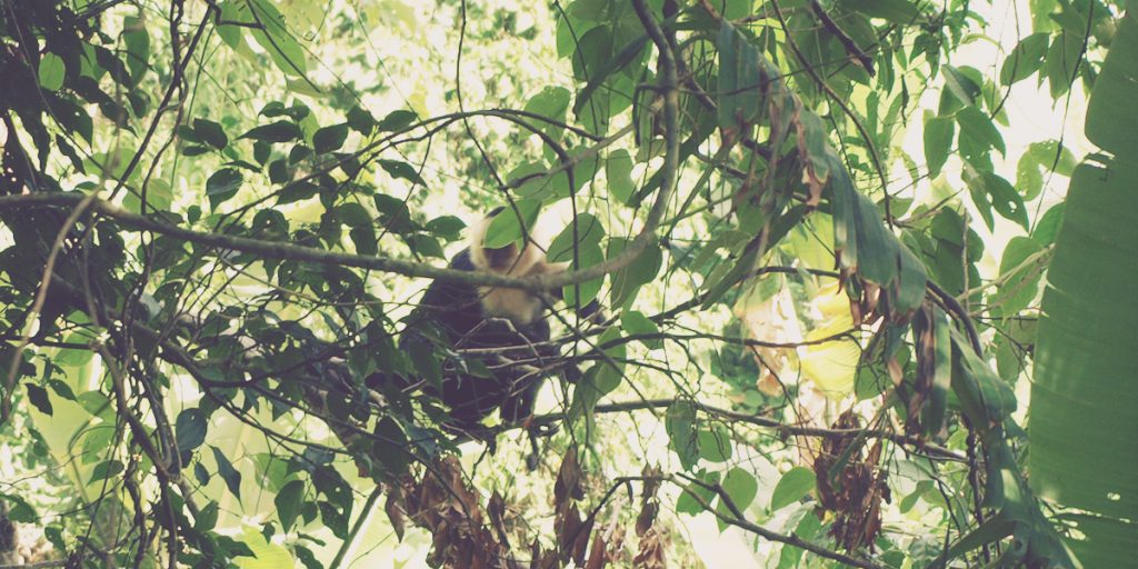 Mono carablanca. Santuario Ecológico. Monteverde, Costa Rica