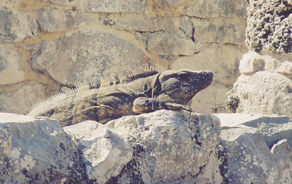 Iguana en Tulum. Riviera Maya
