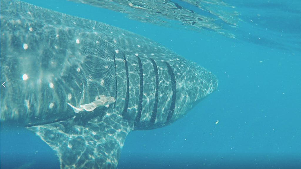 Las rémoras aprovechan animales mayores como el tiburón ballena para gastar menos energía en los desplazamientos.