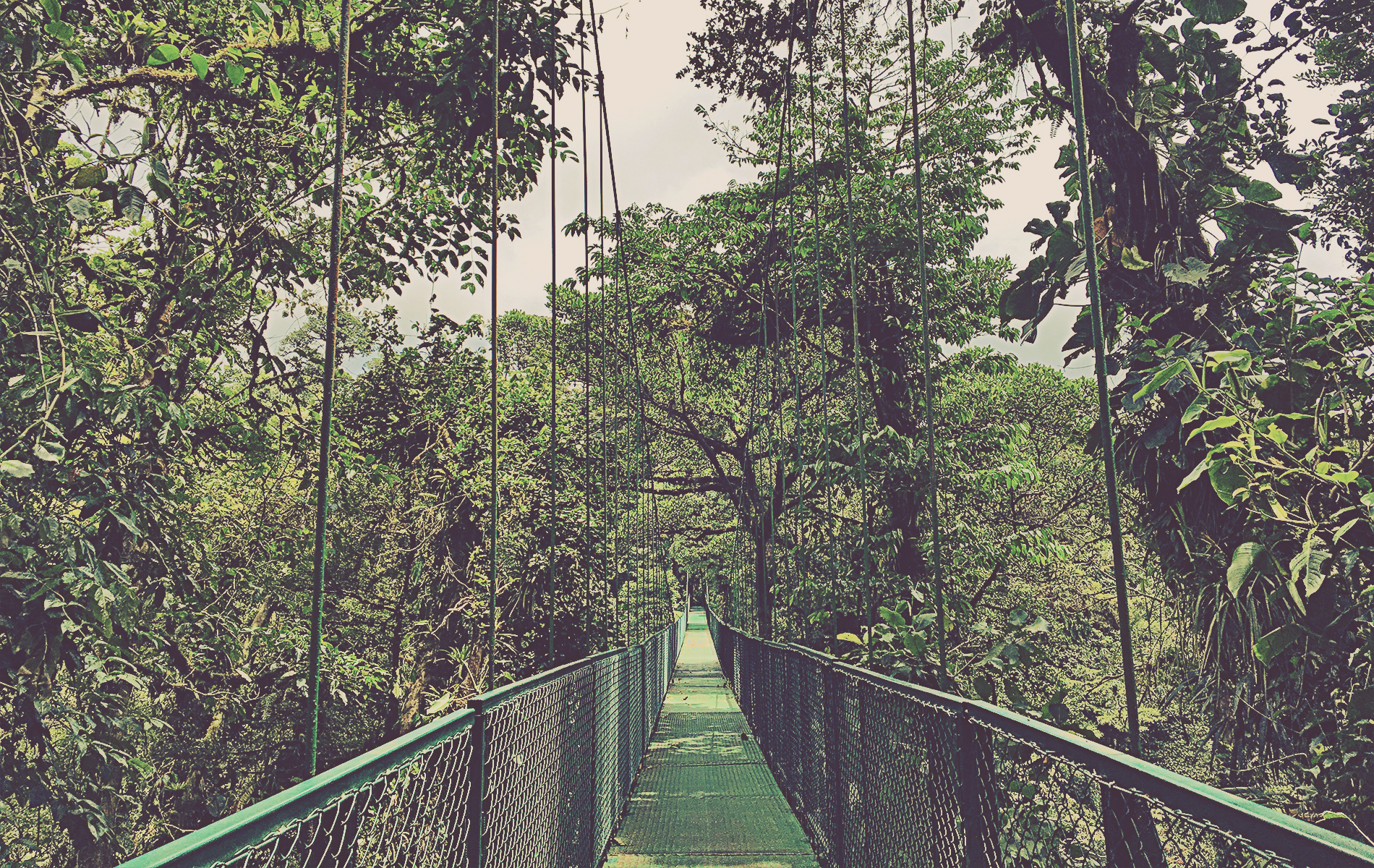 Puentes Colgantes en Selvatura Park. Monteverde, Costa Rica.