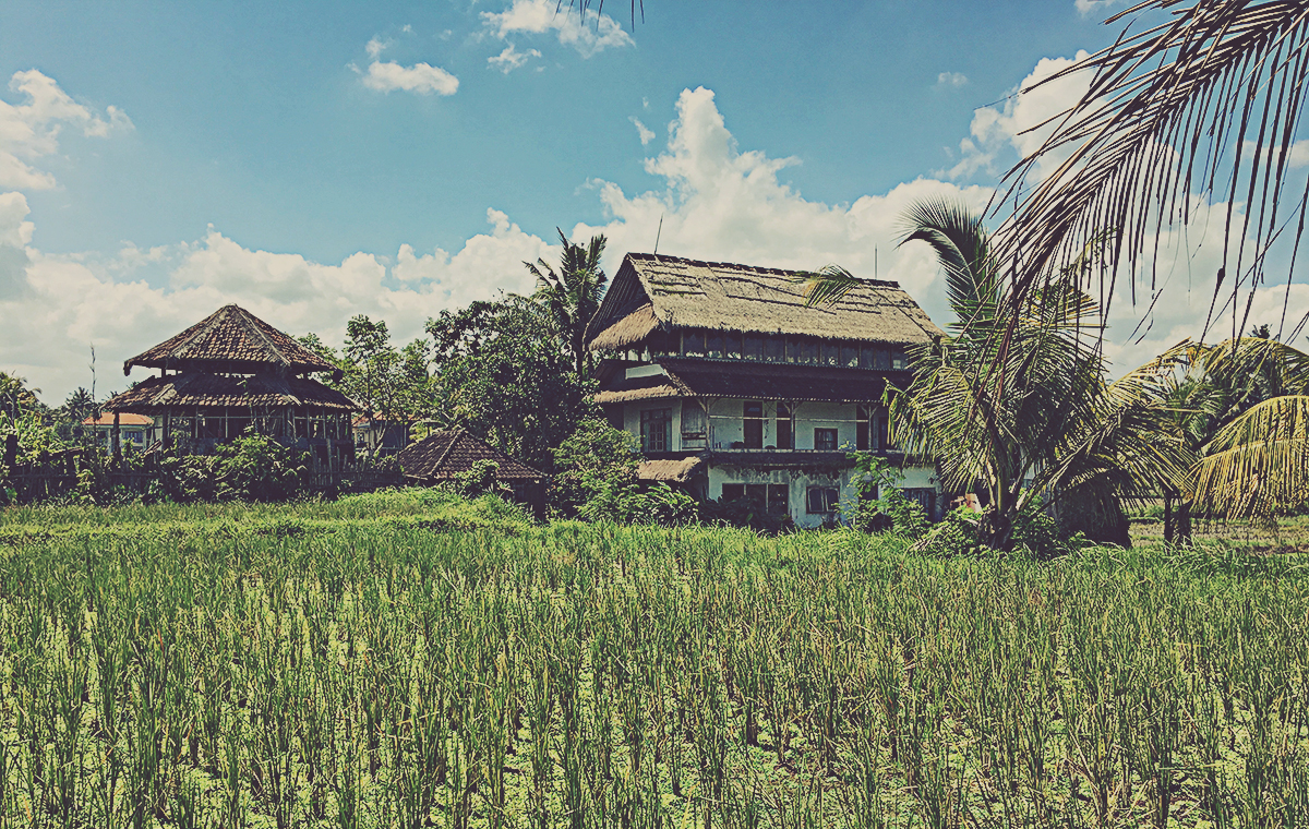 Kajeng Rice Fields. Ubud (Bali, Indonesia)