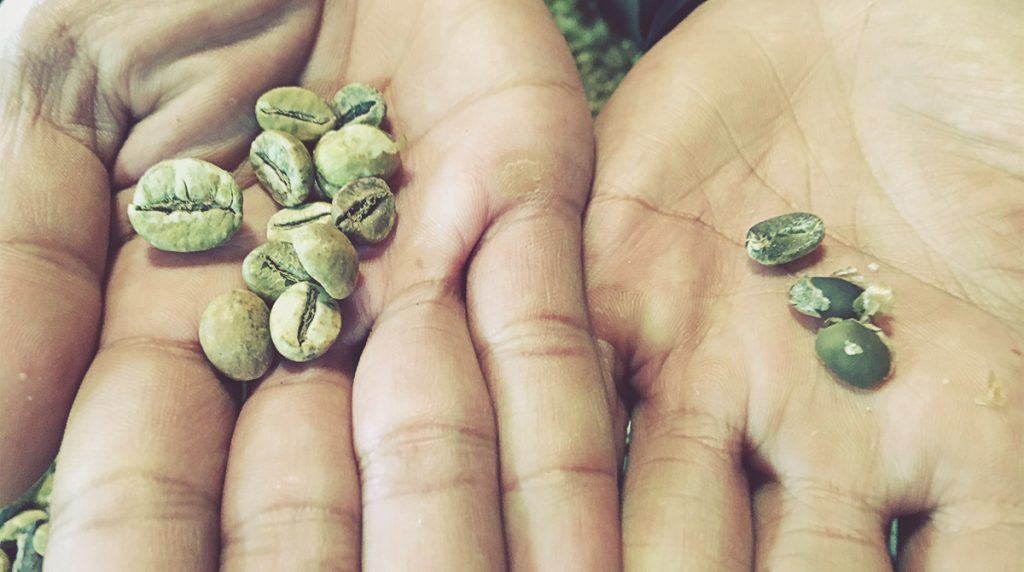 Diferencia entre un grano de café normal y uno de Kopi Luwak