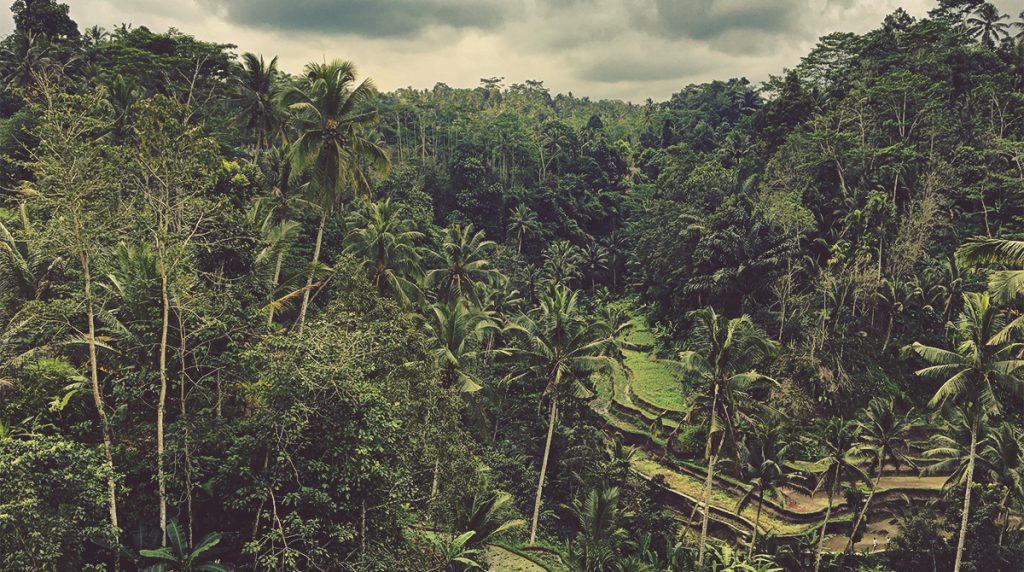 Paisaje de arrozales y palmeras en Gunung Kawi. Bali, Indonesia