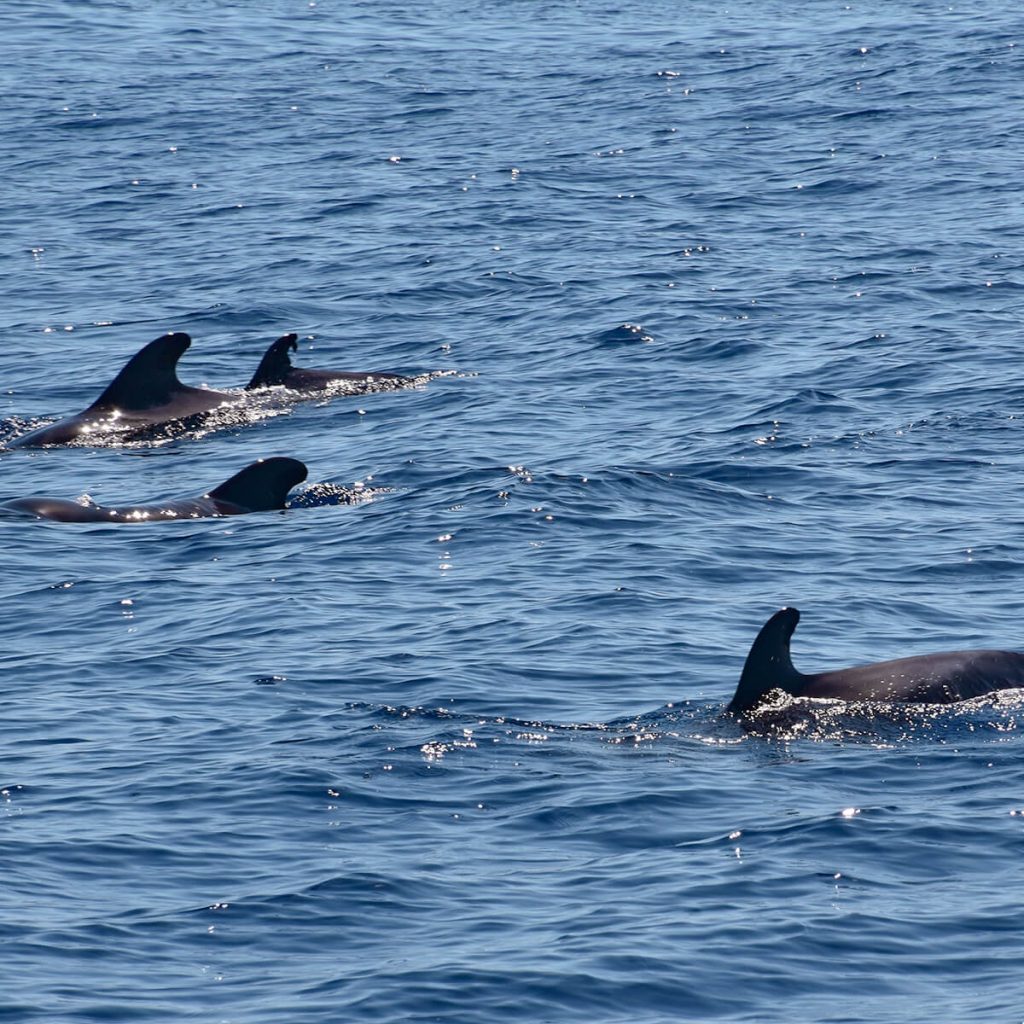 Moverse en La Gomera - excursión de avistamiento de cetáceos