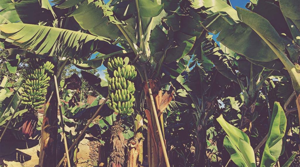 Plátanos en La Gomera