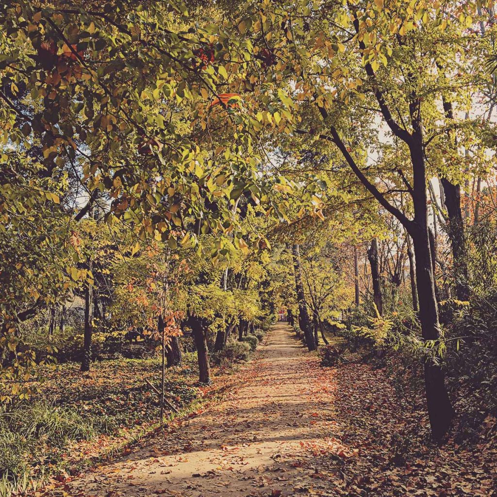 Quinta-de-los-Molinos-parques-Madrid-otoño
